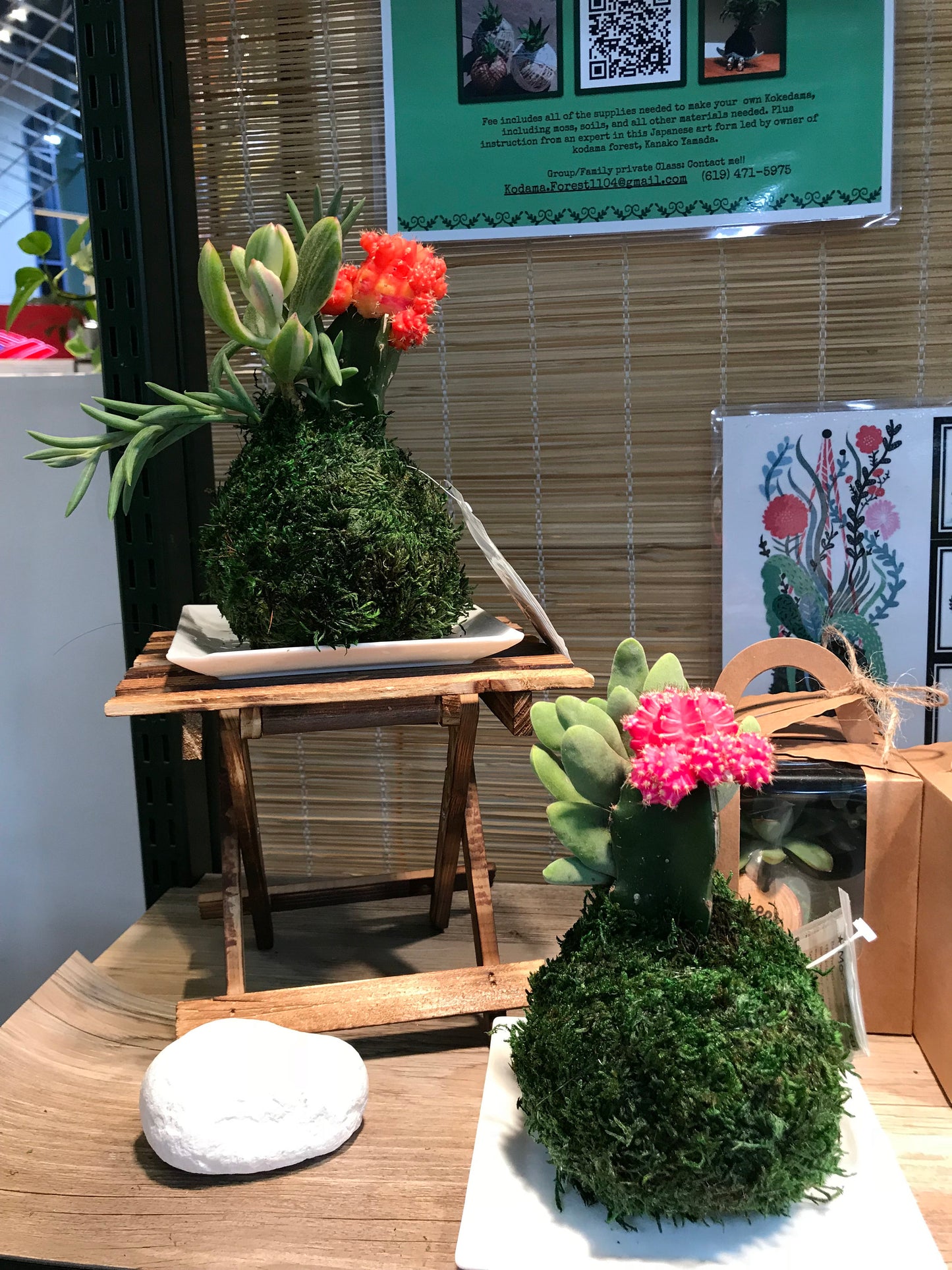 Moon Cacti Grafted with succulent combo Kokedama - Japanese Living Art - Moss ball