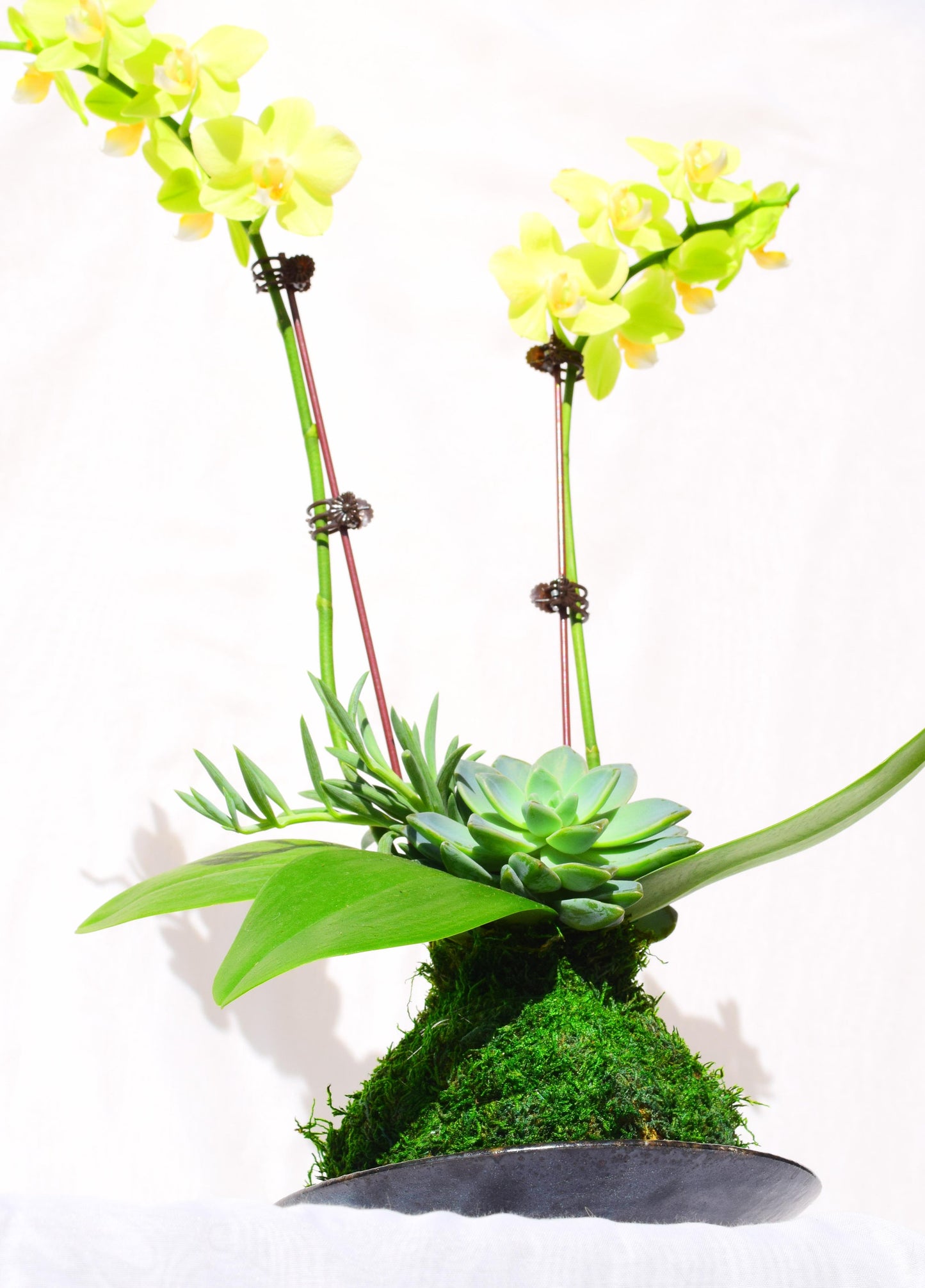 Kokedama - Moss ball with beautiful soft yellow -two stem orchid with succulents!
