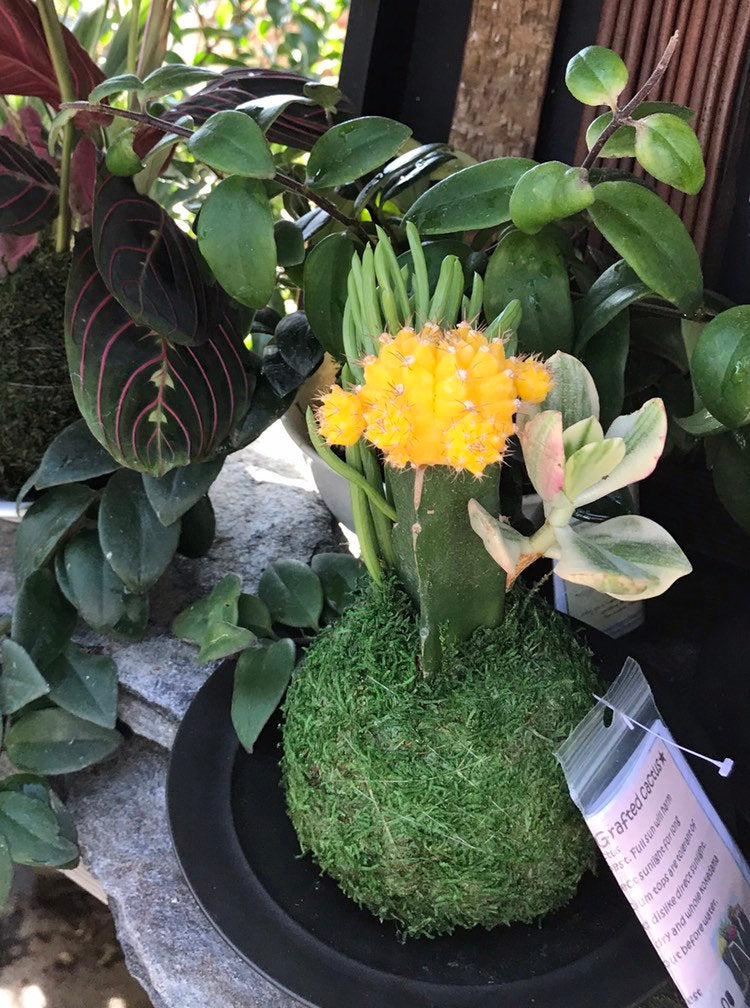 Moon Cacti Grafted with succulent combo Kokedama - Japanese Living Art - Moss ball