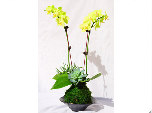 Kokedama - Moss ball with beautiful soft yellow -two stem orchid with succulents!