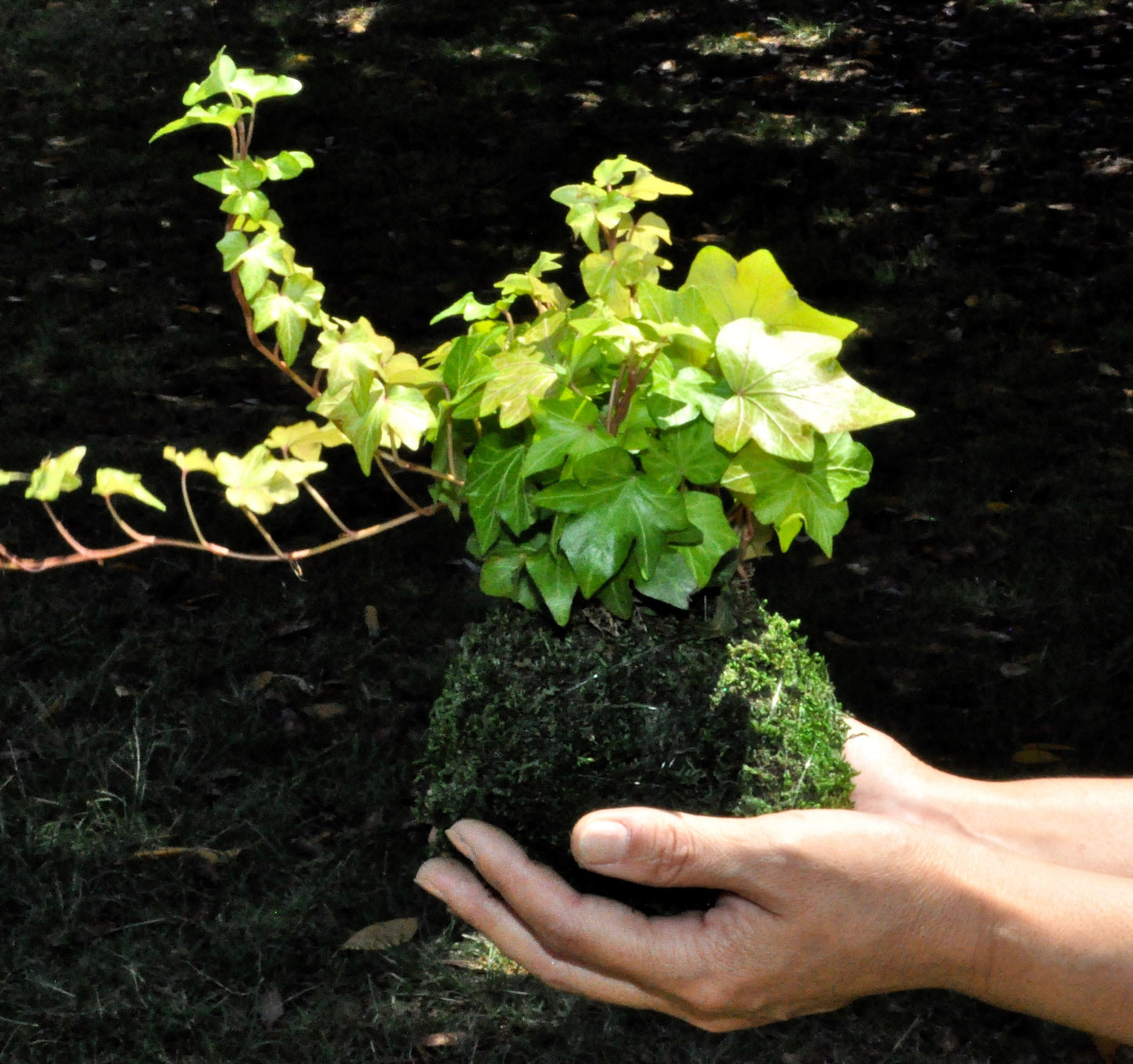 Ivy Kokedama - Moss ball, Looks great with hanging!