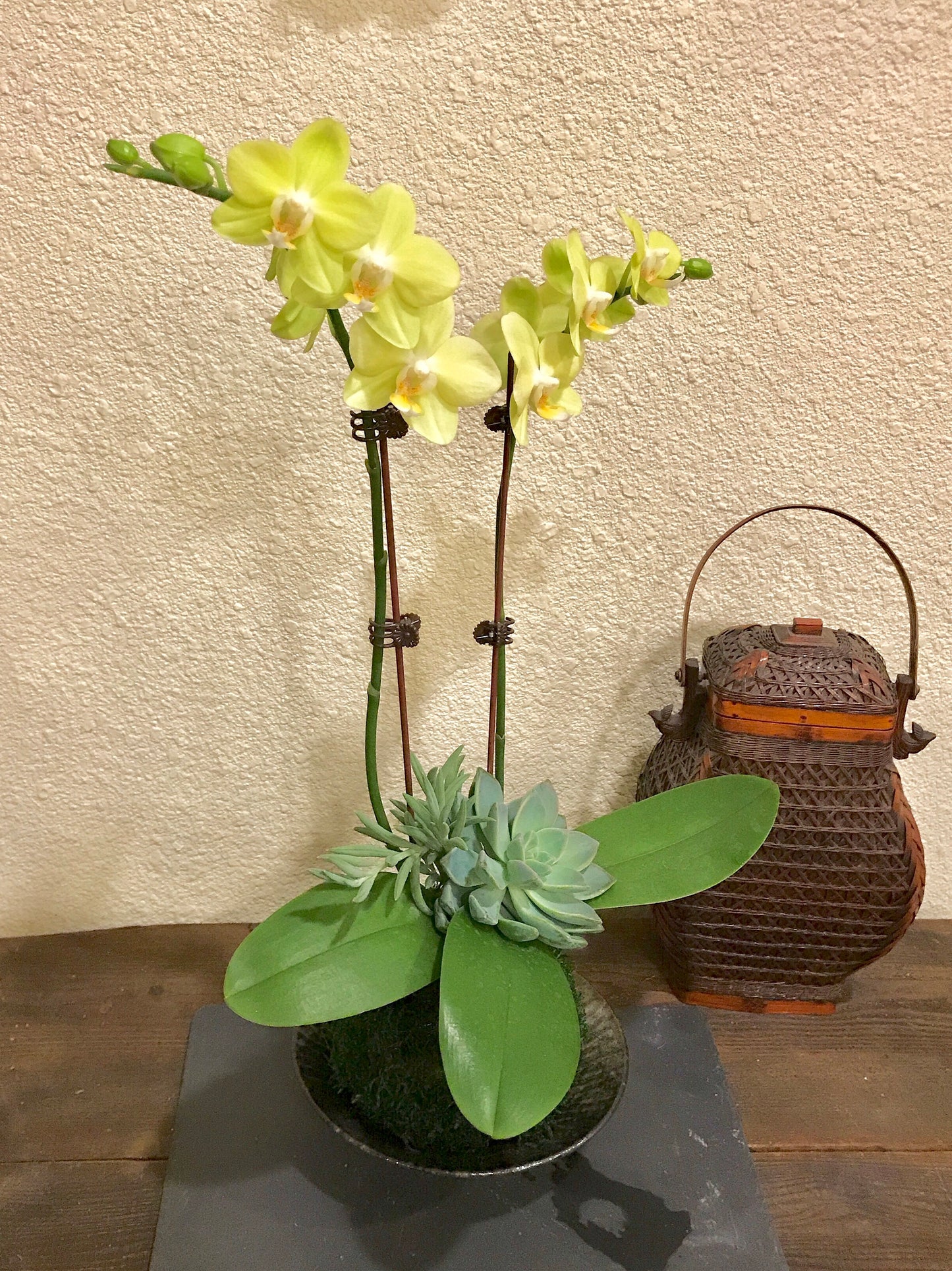 Kokedama - Moss ball with beautiful soft yellow -two stem orchid with succulents!