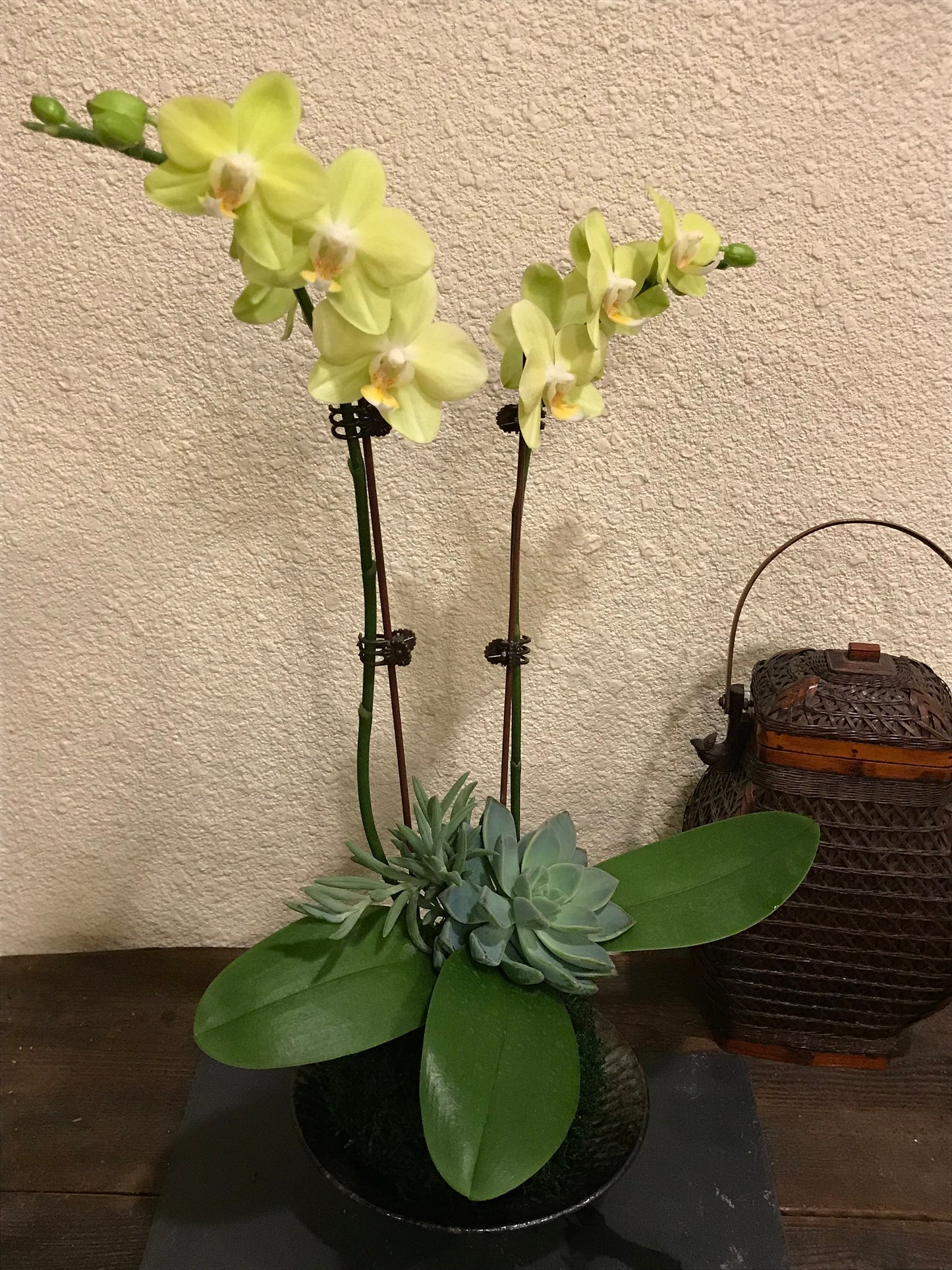 Kokedama - Moss ball with beautiful soft yellow -two stem orchid with succulents!