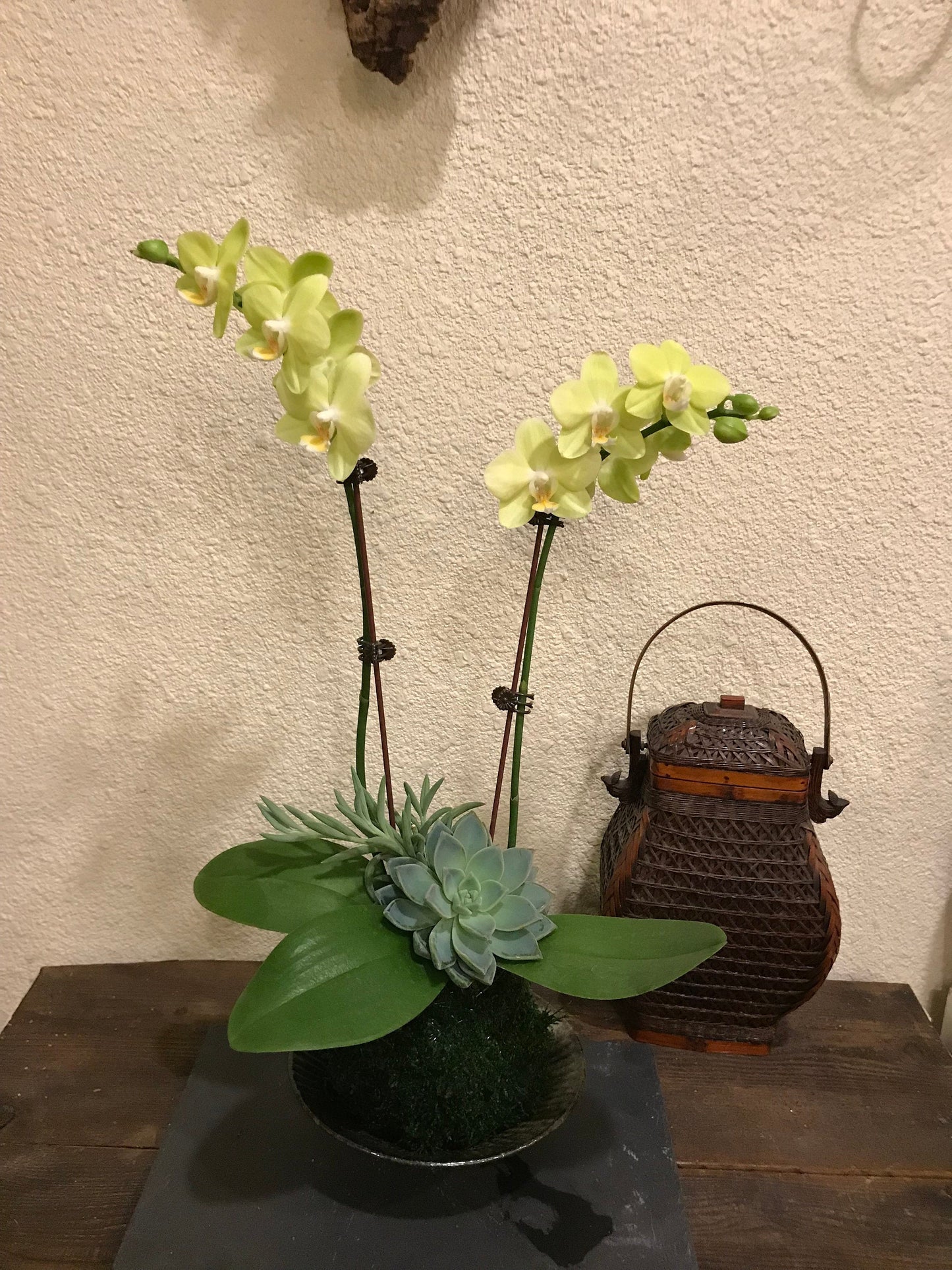 Kokedama - Moss ball with beautiful soft yellow -two stem orchid with succulents!