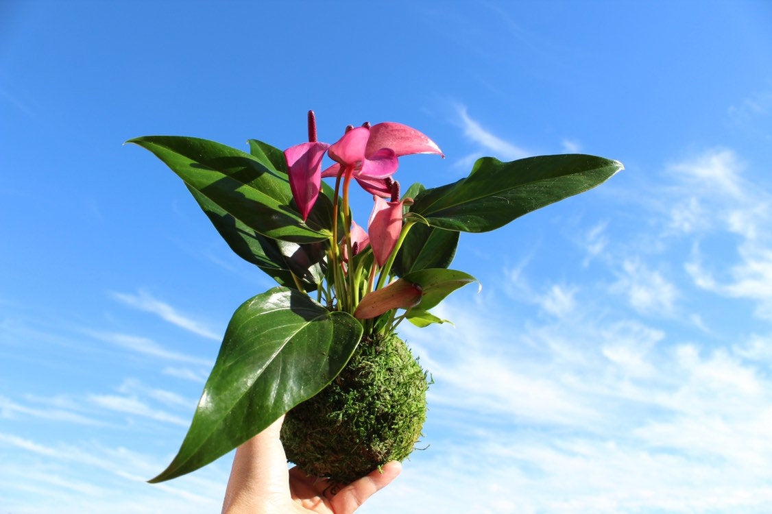 Anthurium - Pinkish purple Kokedama beautiful soft purple color. Peaceful, healing, Gift made with love.