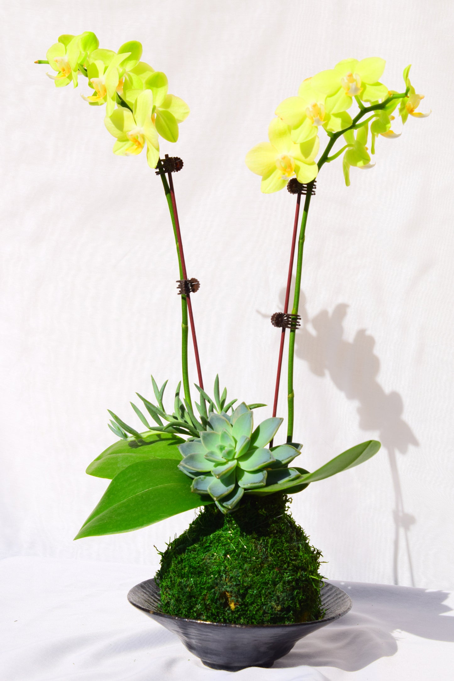 Kokedama - Moss ball with beautiful soft yellow -two stem orchid with succulents!