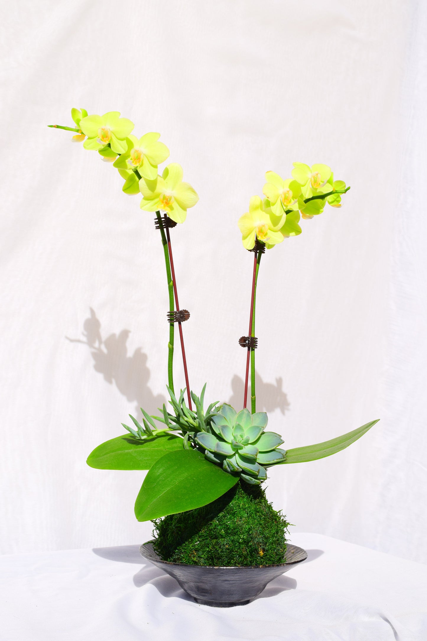 Kokedama - Moss ball with beautiful soft yellow -two stem orchid with succulents!