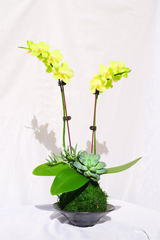 Kokedama - Moss ball with beautiful soft yellow -two stem orchid with succulents!
