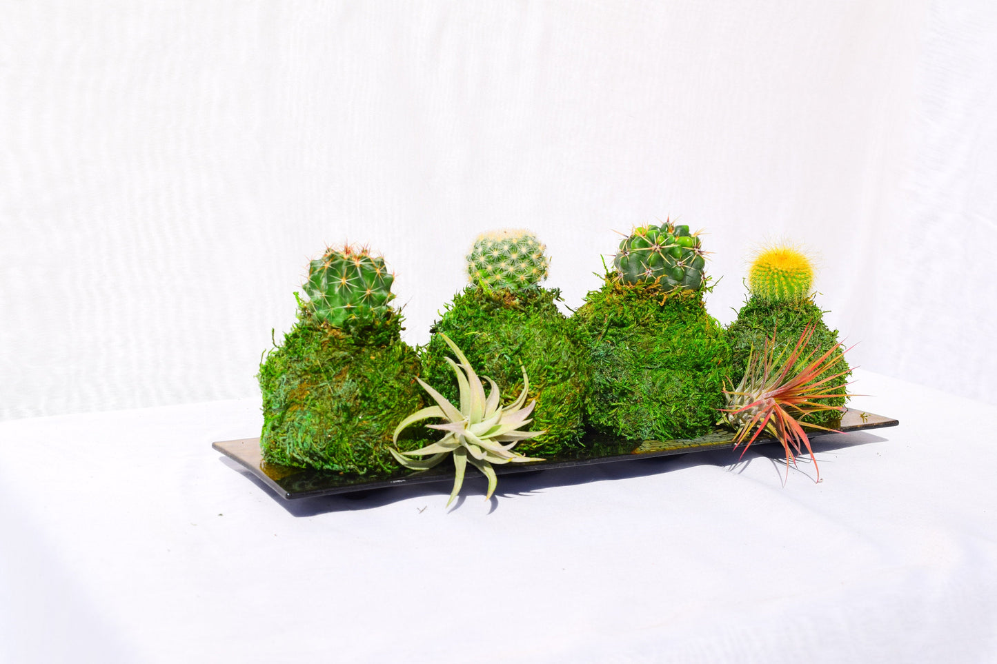 Cactus Kokedama - Japanese Living Art - Moss ball
