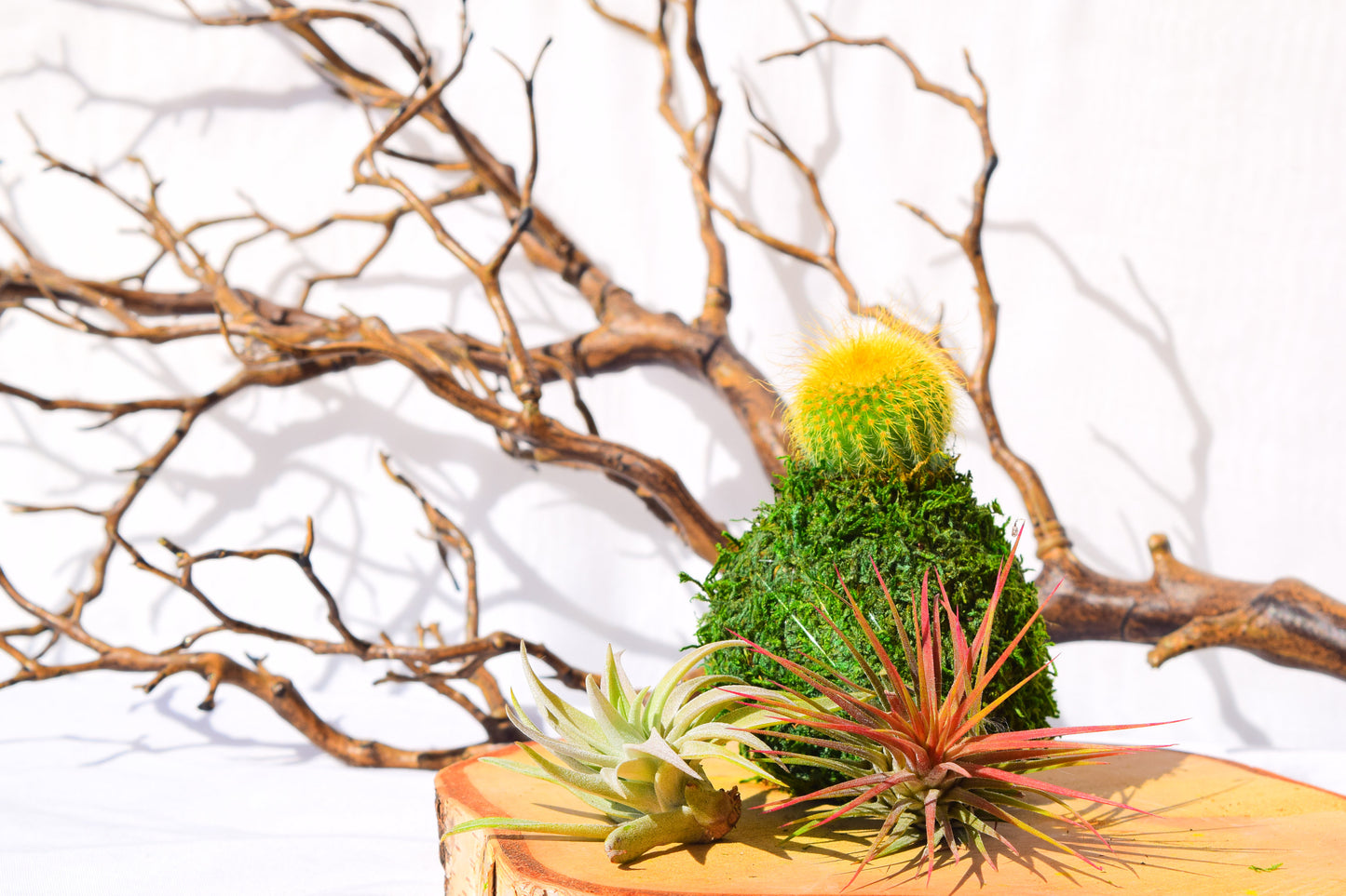 Cactus Kokedama - Japanese Living Art - Moss ball