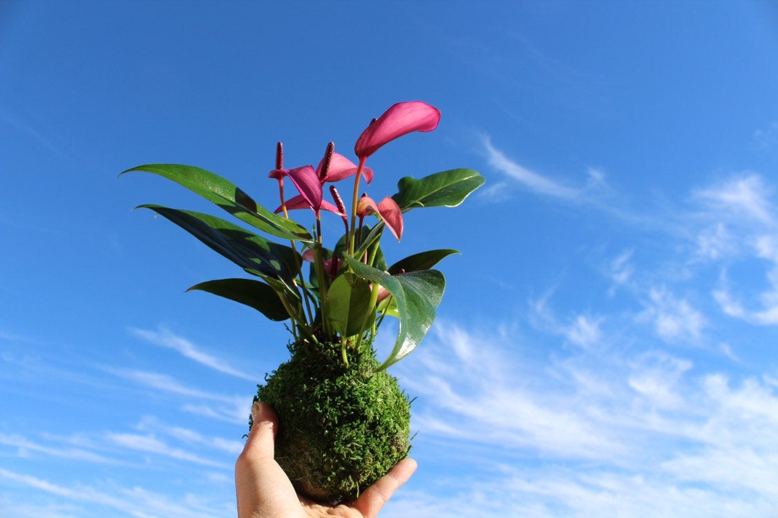 Anthurium - Pinkish purple Kokedama beautiful soft purple color. Peaceful, healing, Gift made with love.