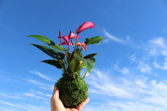 Anthurium - Pinkish purple Kokedama beautiful soft purple color. Peaceful, healing, Gift made with love.