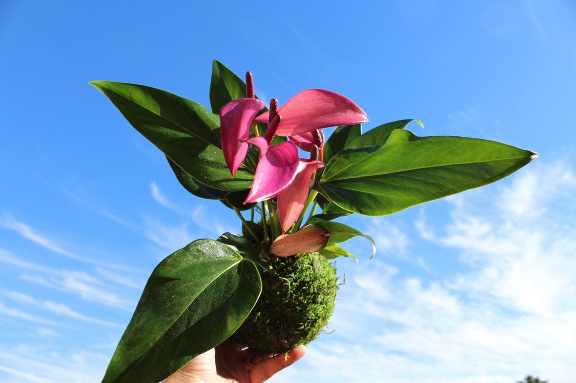 Anthurium Kokedama beautiful soft purple color. Peaceful, healing, Gift made with love.