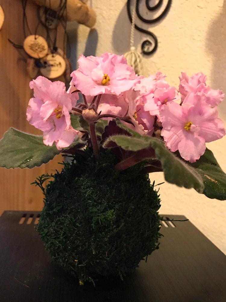 Pink African Violet Kokedama - Japanese indoor garden technique Moss ball