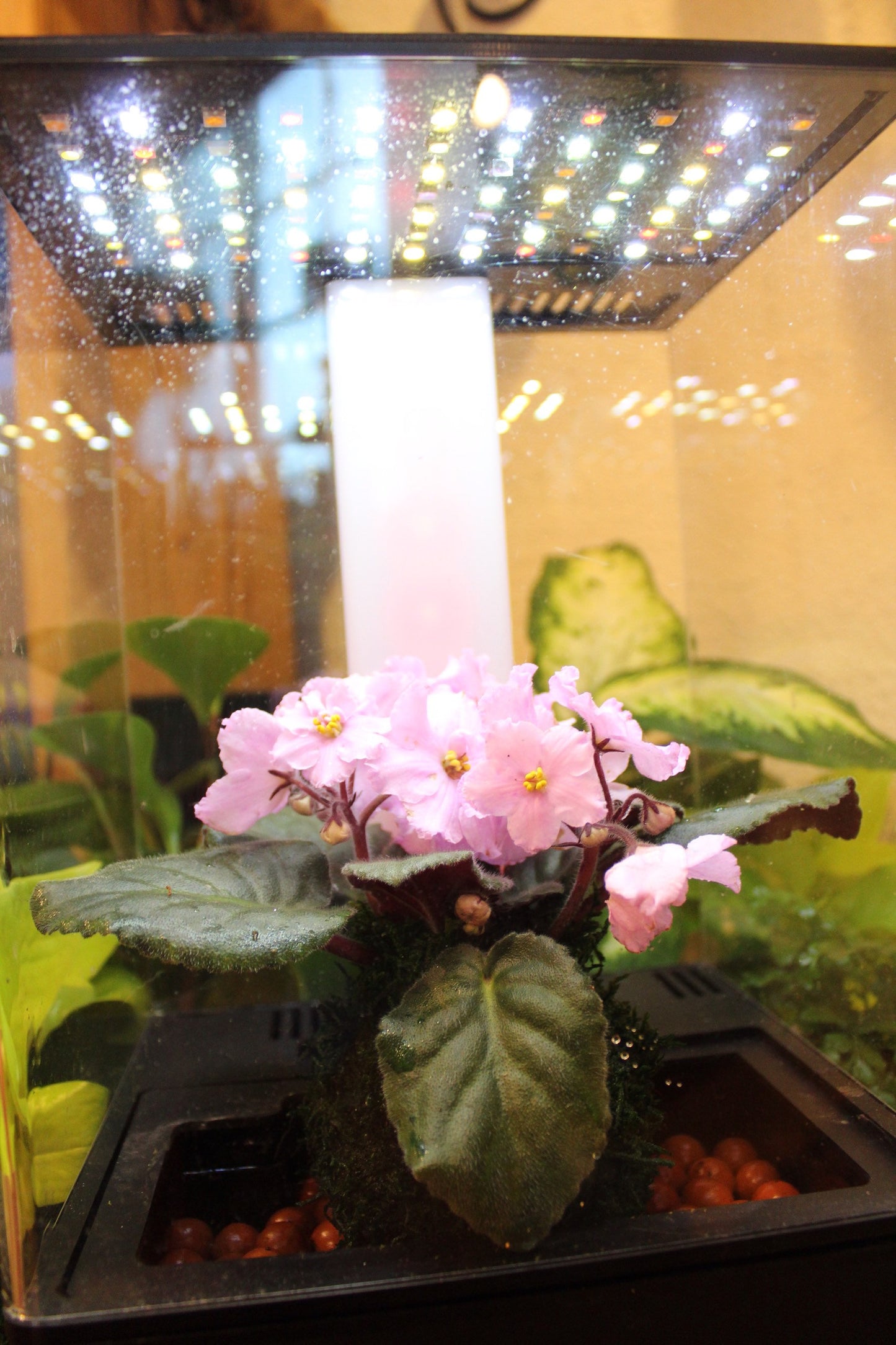 Pink African Violet Kokedama - Japanese indoor garden technique Moss ball