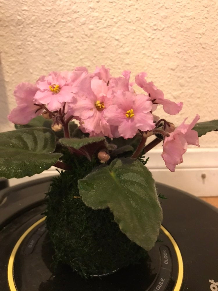 Pink African Violet Kokedama - Japanese indoor garden technique Moss ball