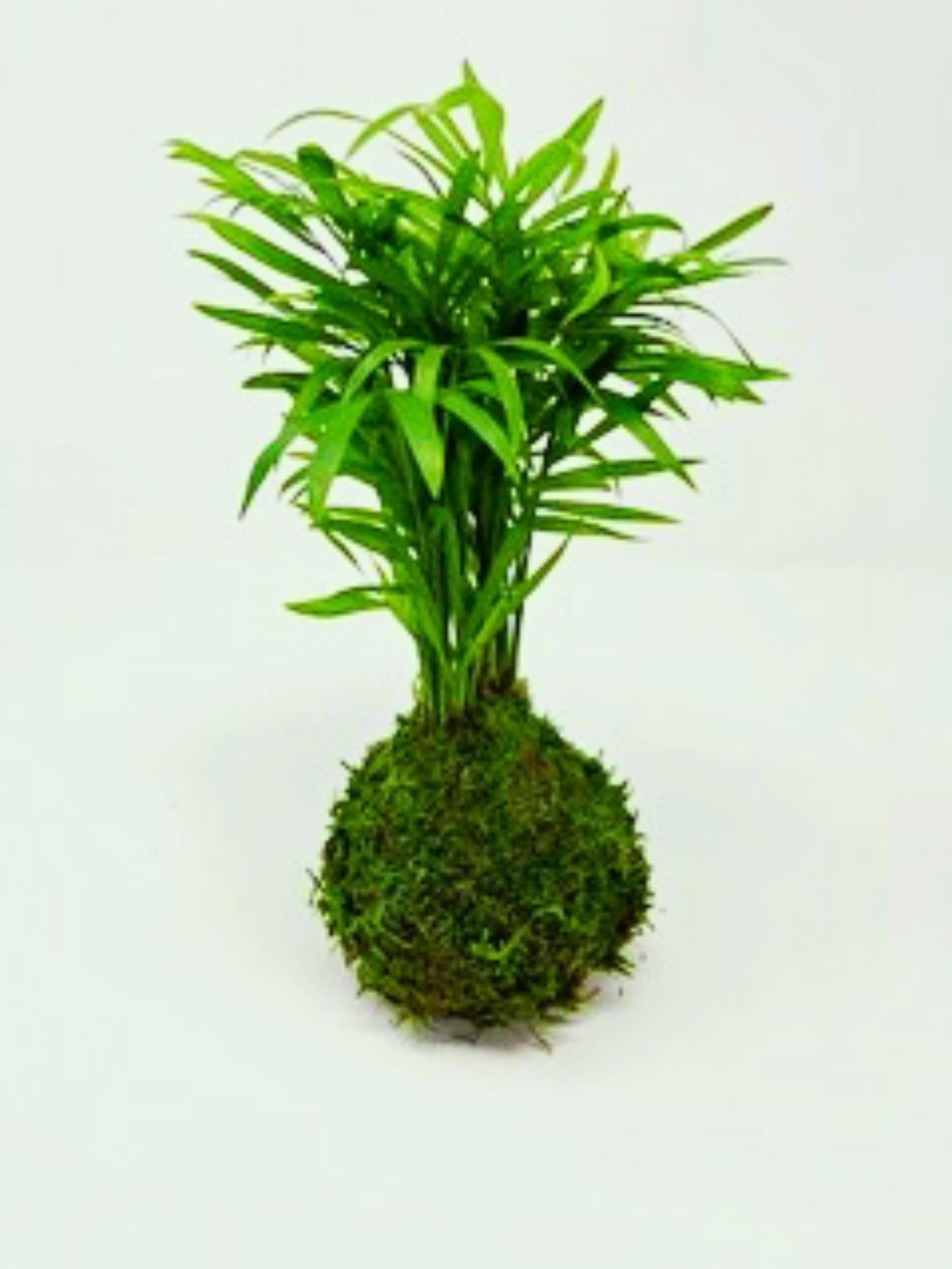Parlor Palm Kokedama - Moss ball, Japanese ancient botanical technique.