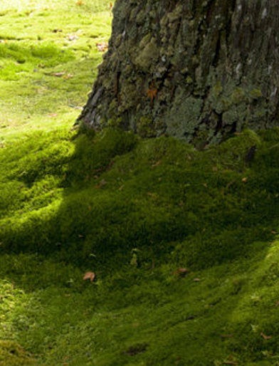 Kyoto Moss Spore for the arts of Kokedama, Bonsai, Saikei, & Tray landscapes