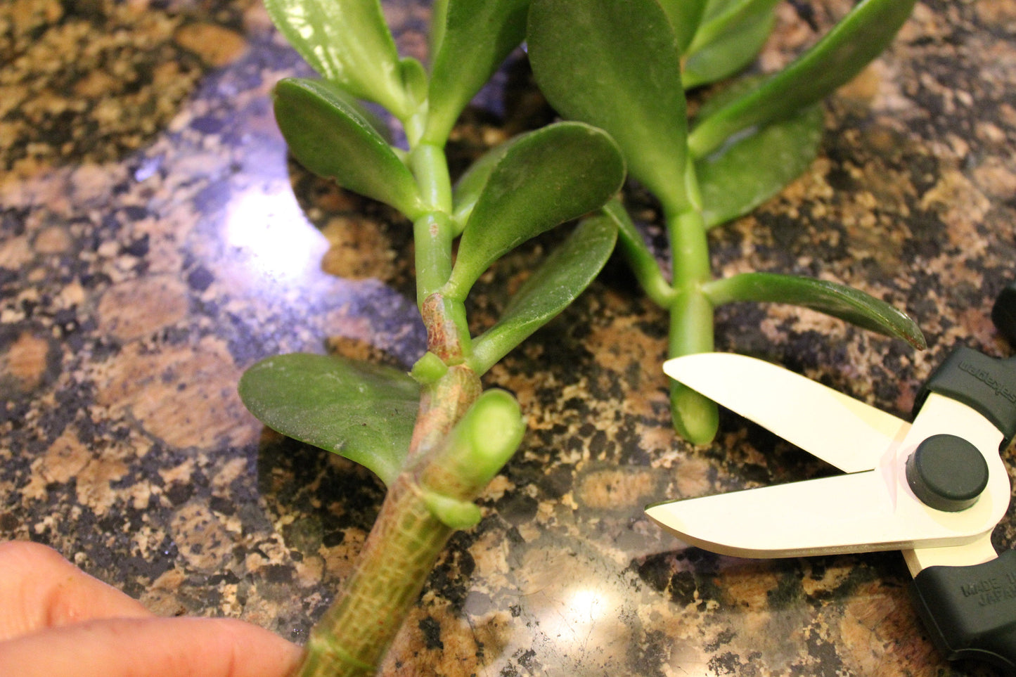 Flower Scissors Hand, Sakagen Hand Creation Old Manners Type