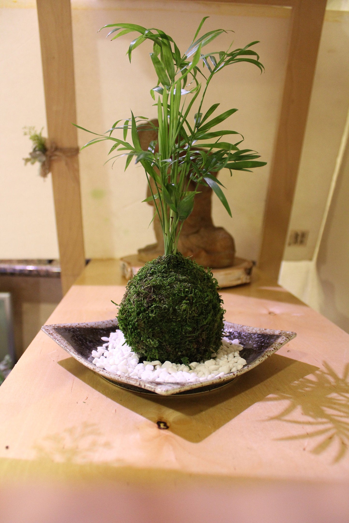 Parlor Palm Kokedama - Moss ball, Japanese ancient botanical technique.