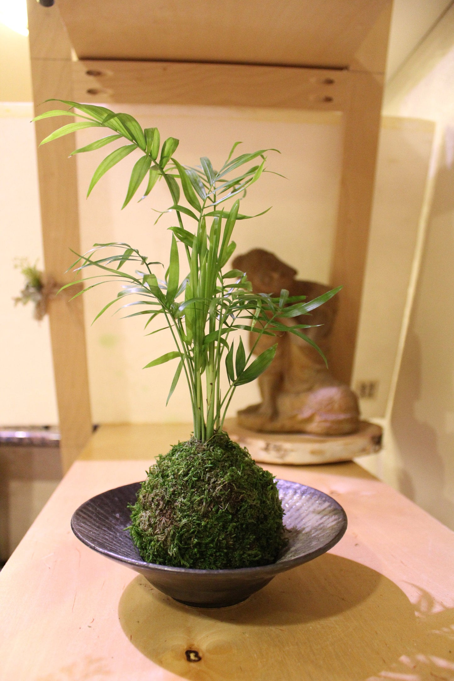 Parlor Palm Kokedama - Moss ball, Japanese ancient botanical technique.