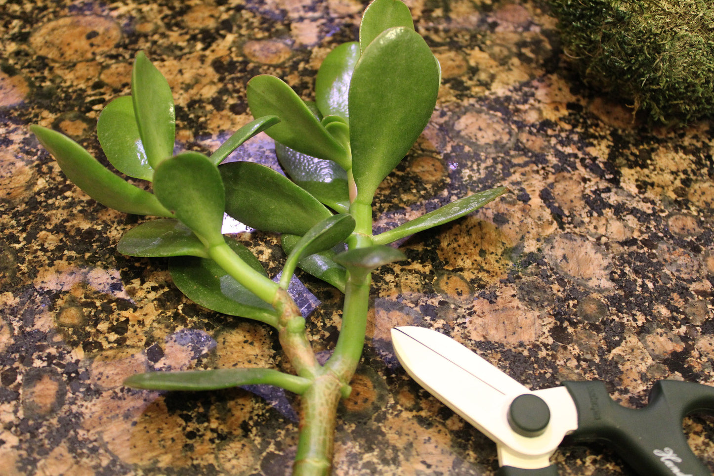 Flower Scissors Hand, Sakagen Hand Creation Old Manners Type