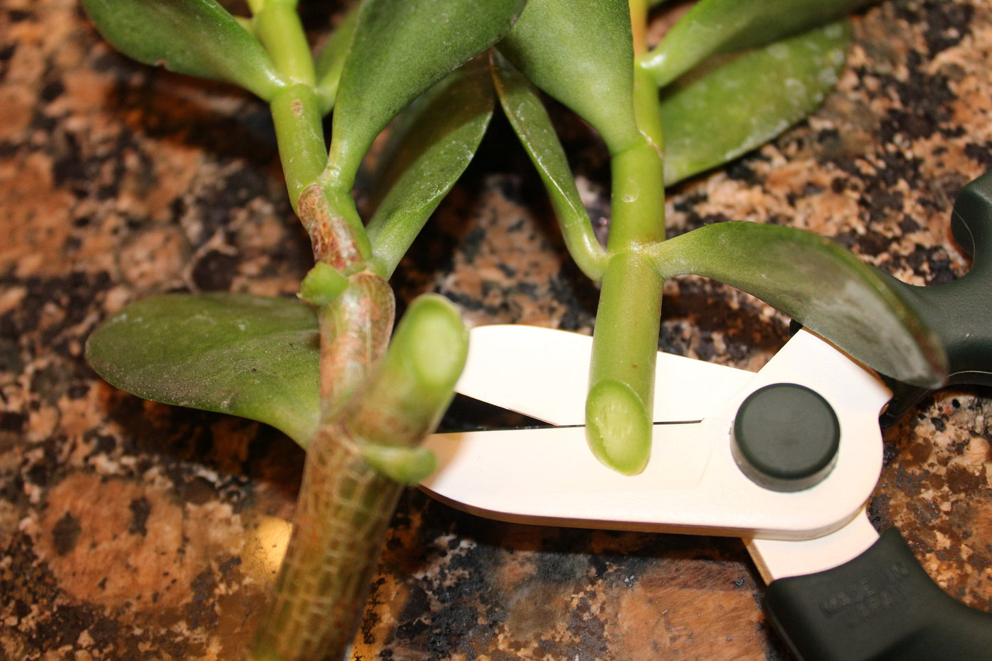 Flower Scissors Hand, Sakagen Hand Creation Old Manners Type