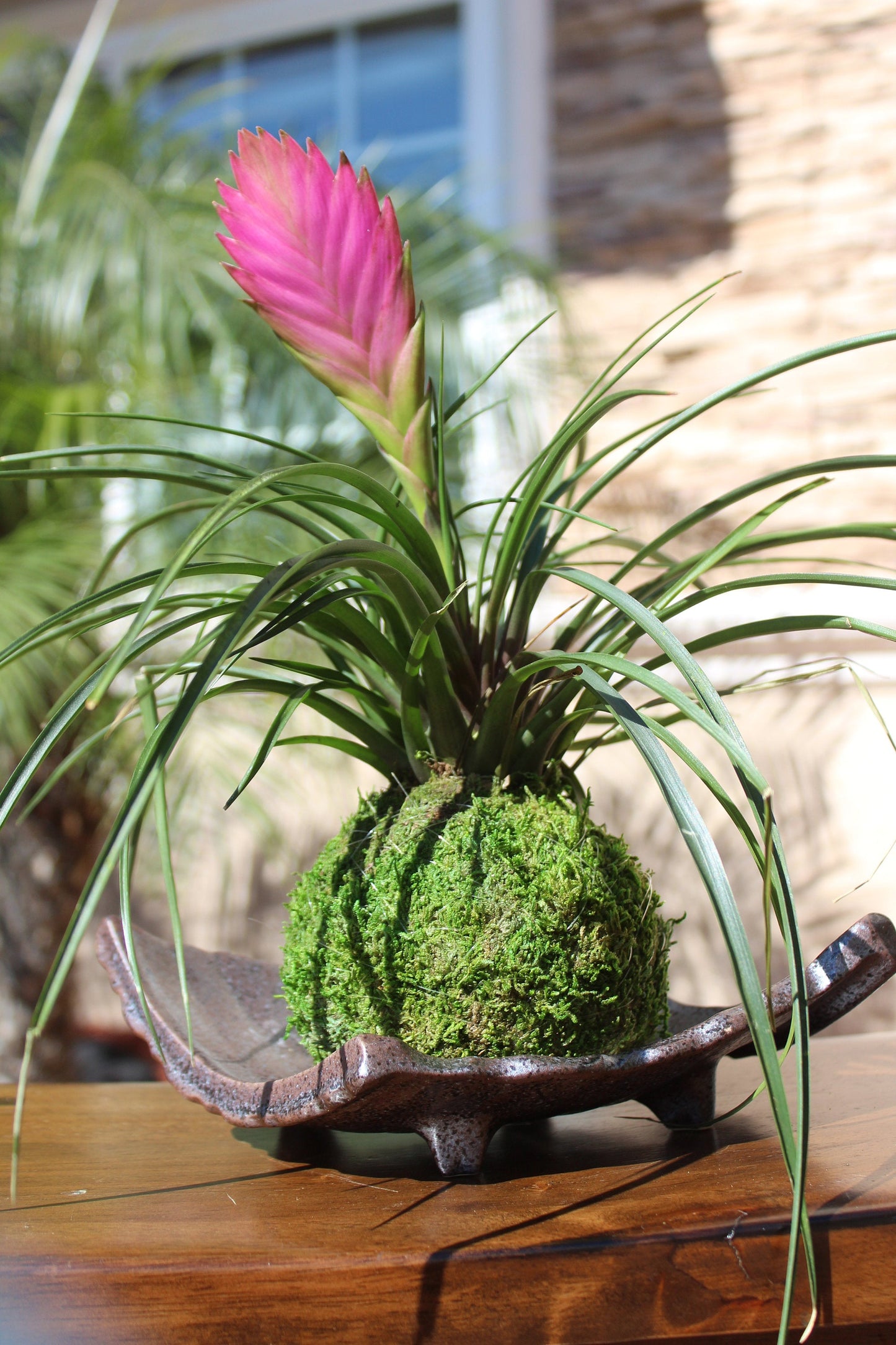 Pink Quill, Tillandsia cyanea Kokedama - Moss ball with stunning Pink Quill plant. Great gift for any occasion!
