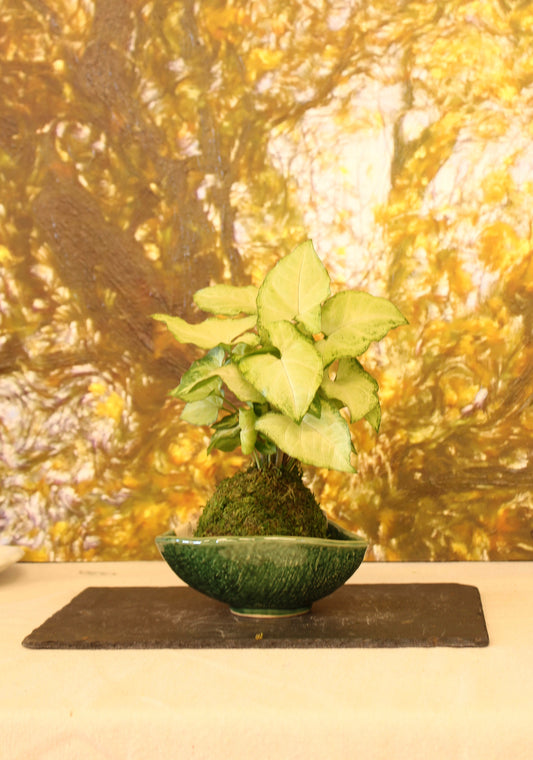 White Butterflly Nephthytis Syngonium Podophyllum White Green color Kokedama