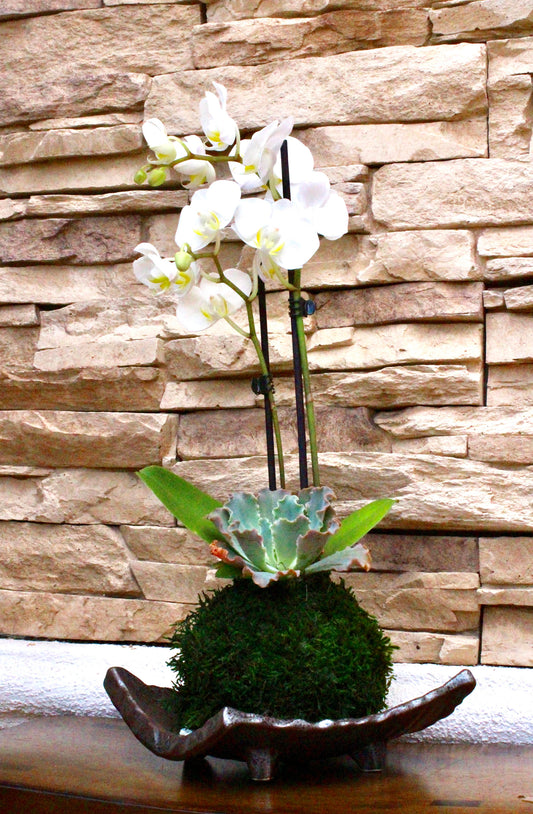 Kokedama - Moss ball with beautiful pure white orchid  with succulents, enjoy with succulent after orchid blooming!