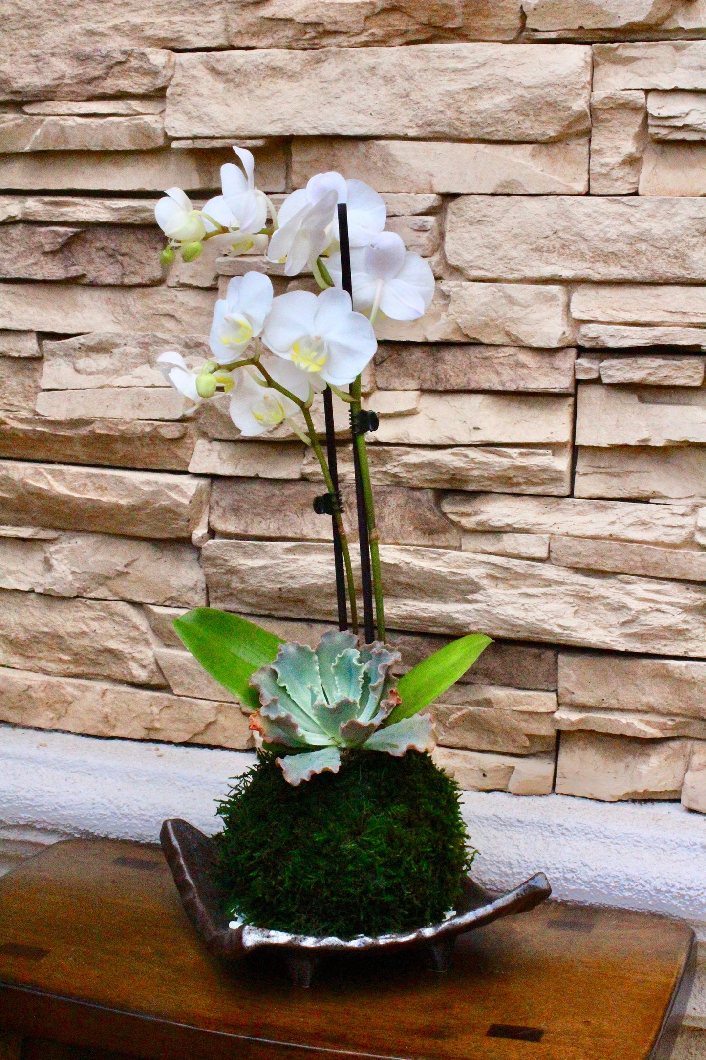 Kokedama - Moss ball with beautiful pure white orchid  with succulents, enjoy with succulent after orchid blooming!