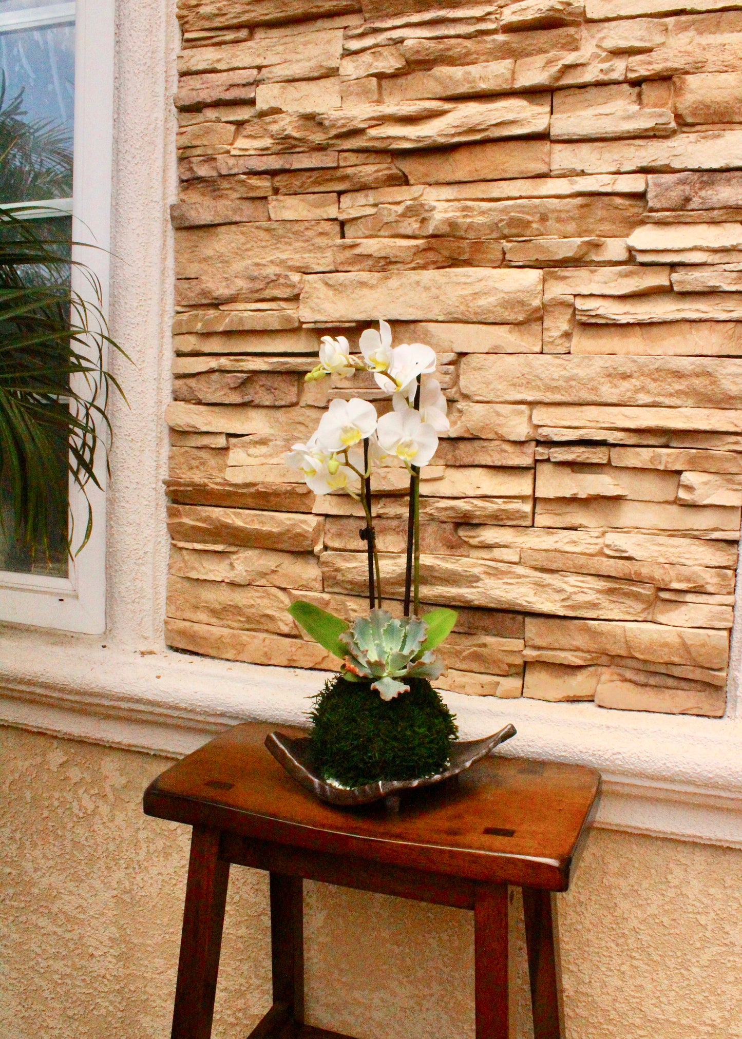 Kokedama - Moss ball with beautiful pure white orchid  with succulents, enjoy with succulent after orchid blooming!