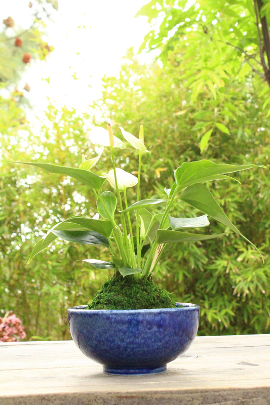 White Anthrium Kokedama - Moss ball, Japanese ancient botanical technique.