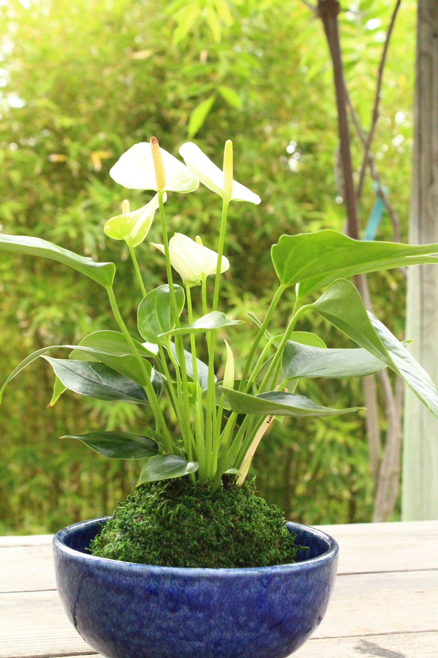 White Anthrium Kokedama - Moss ball, Japanese ancient botanical technique.