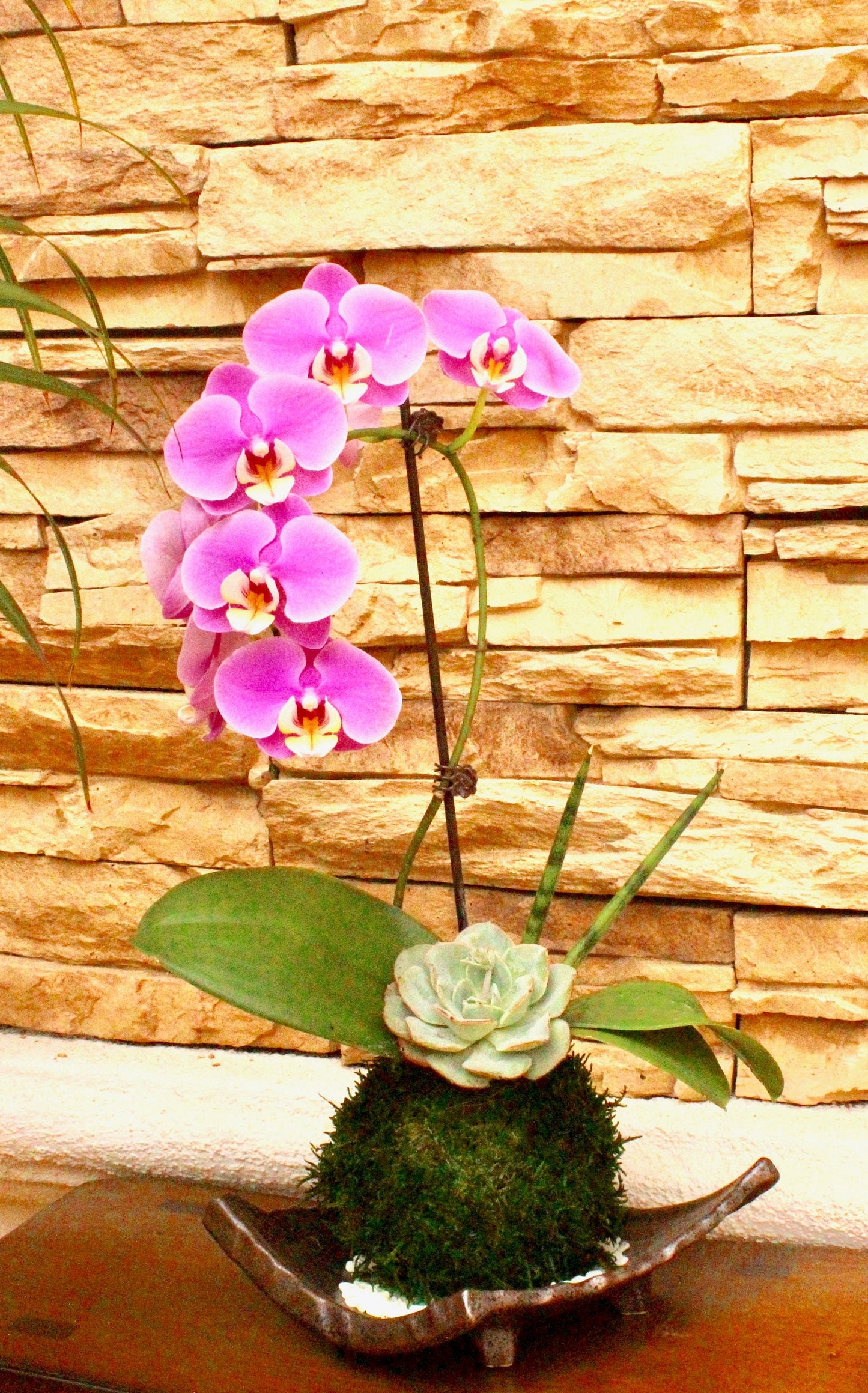 Kokedama - Moss ball with beautiful purplish pink orchid  with succulents, enjoy with succulent after orchid blooming!