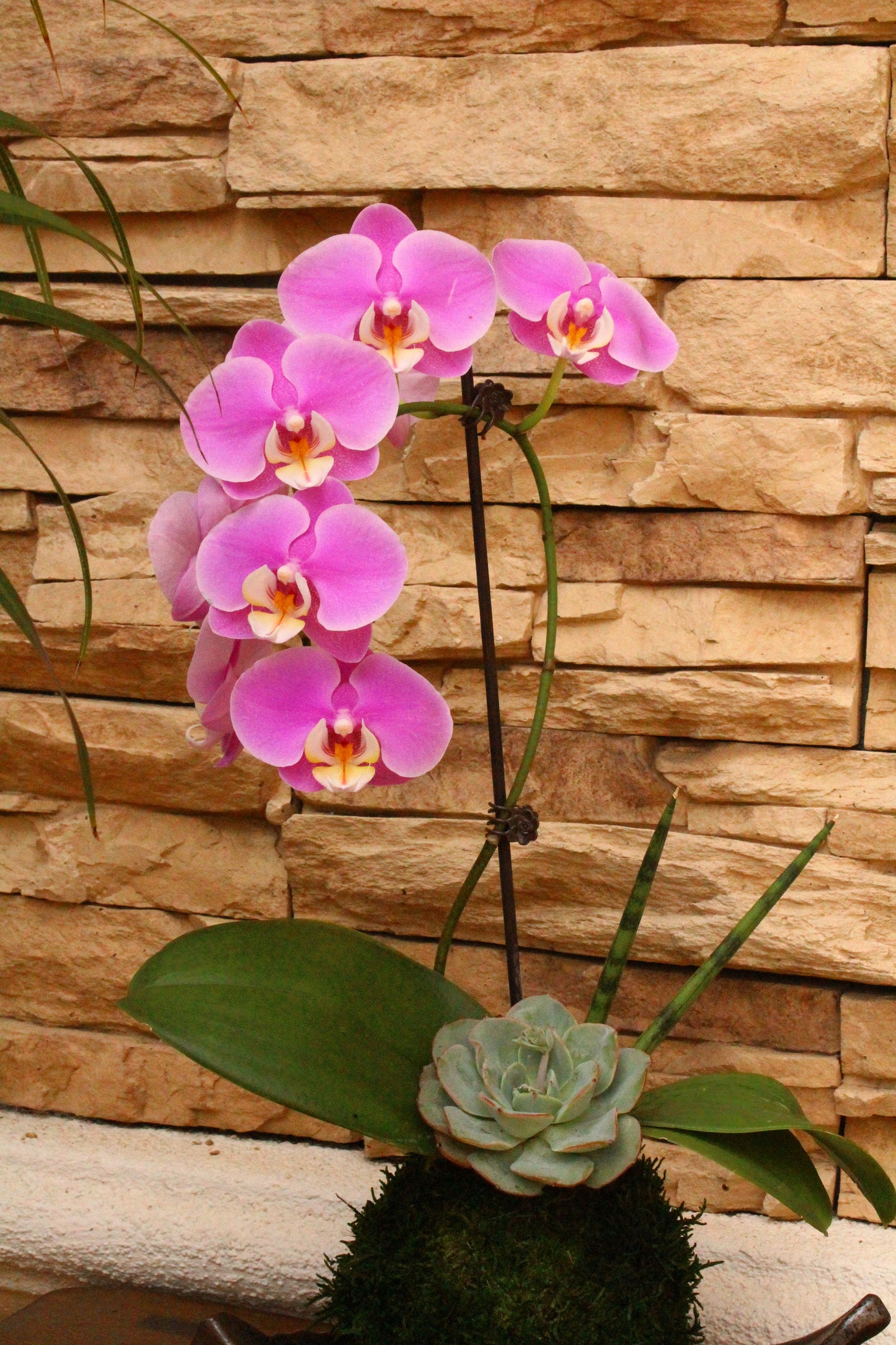 Kokedama - Moss ball with beautiful purplish pink orchid  with succulents, enjoy with succulent after orchid blooming!