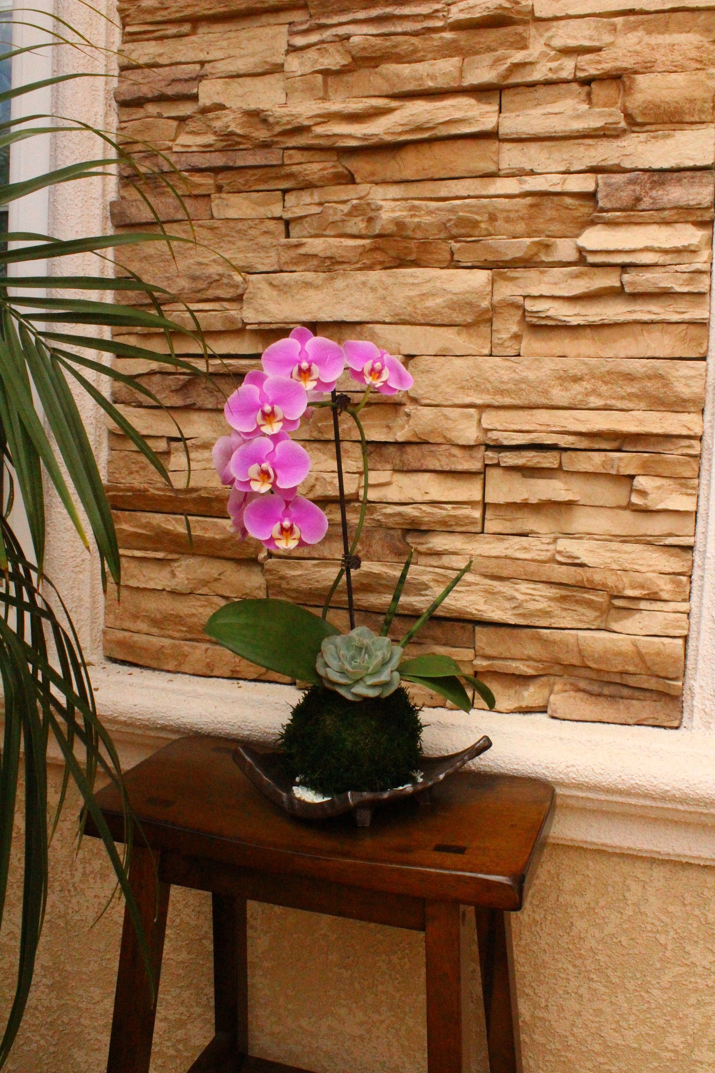 Kokedama - Moss ball with beautiful purplish pink orchid  with succulents, enjoy with succulent after orchid blooming!