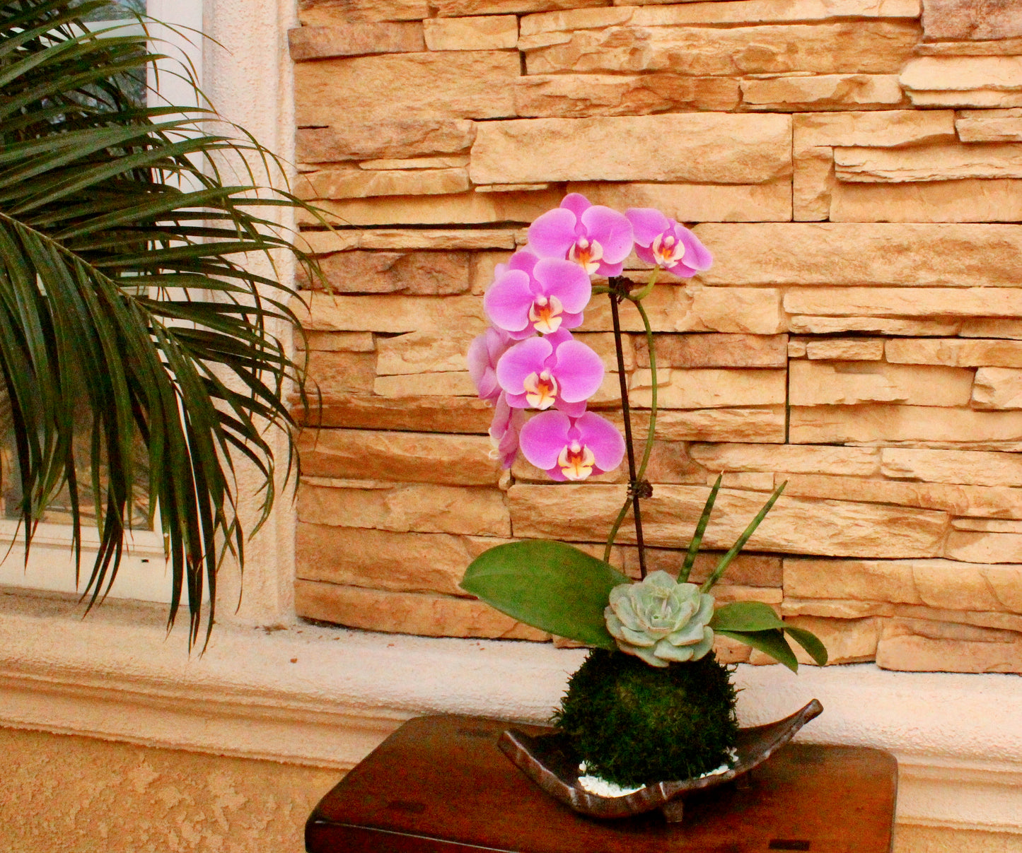 Kokedama - Moss ball with beautiful purplish pink orchid  with succulents, enjoy with succulent after orchid blooming!