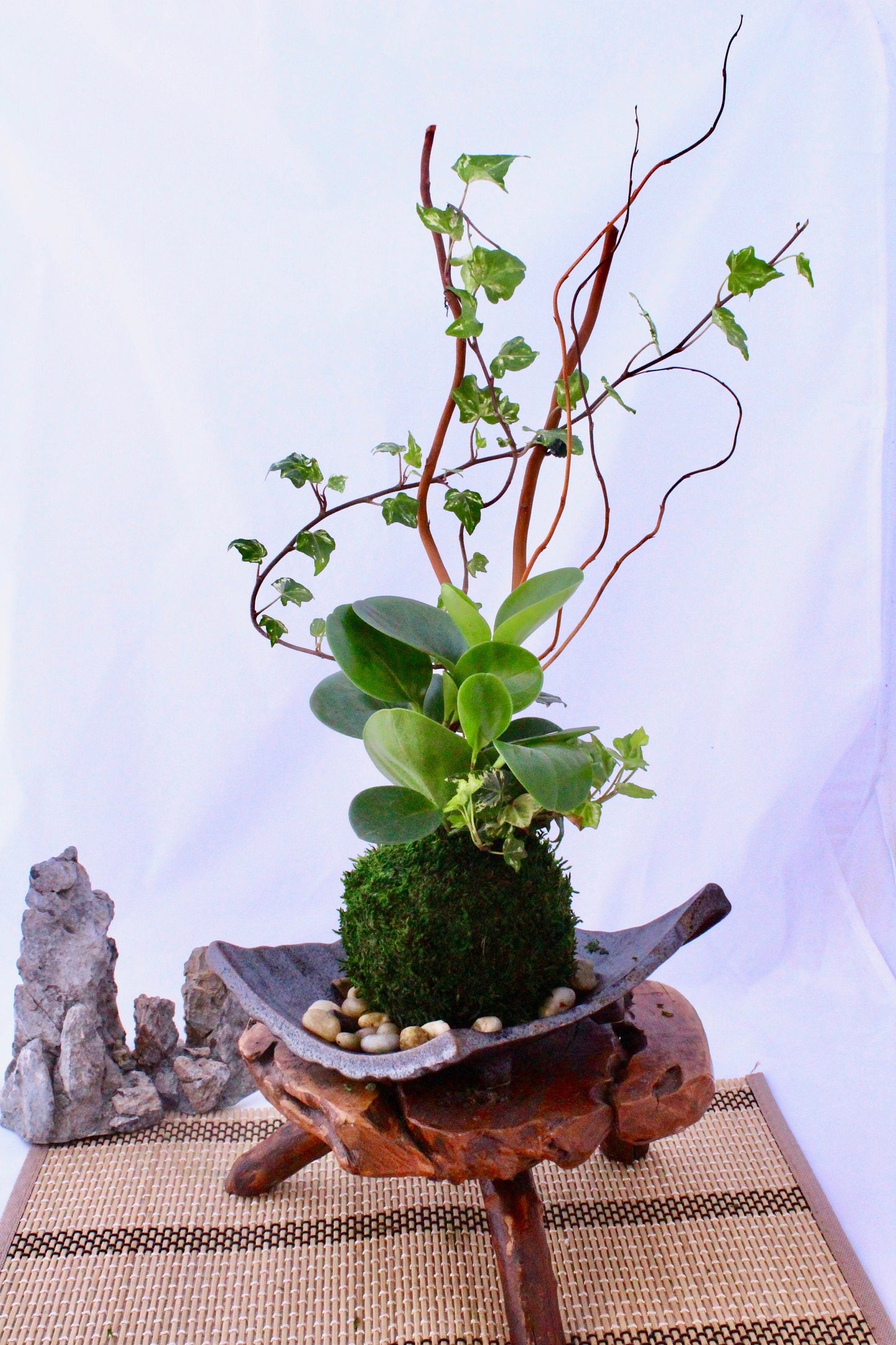 Arranged Kokedama with peperomia and ivy, Japanese traditional indoor moss ball garden