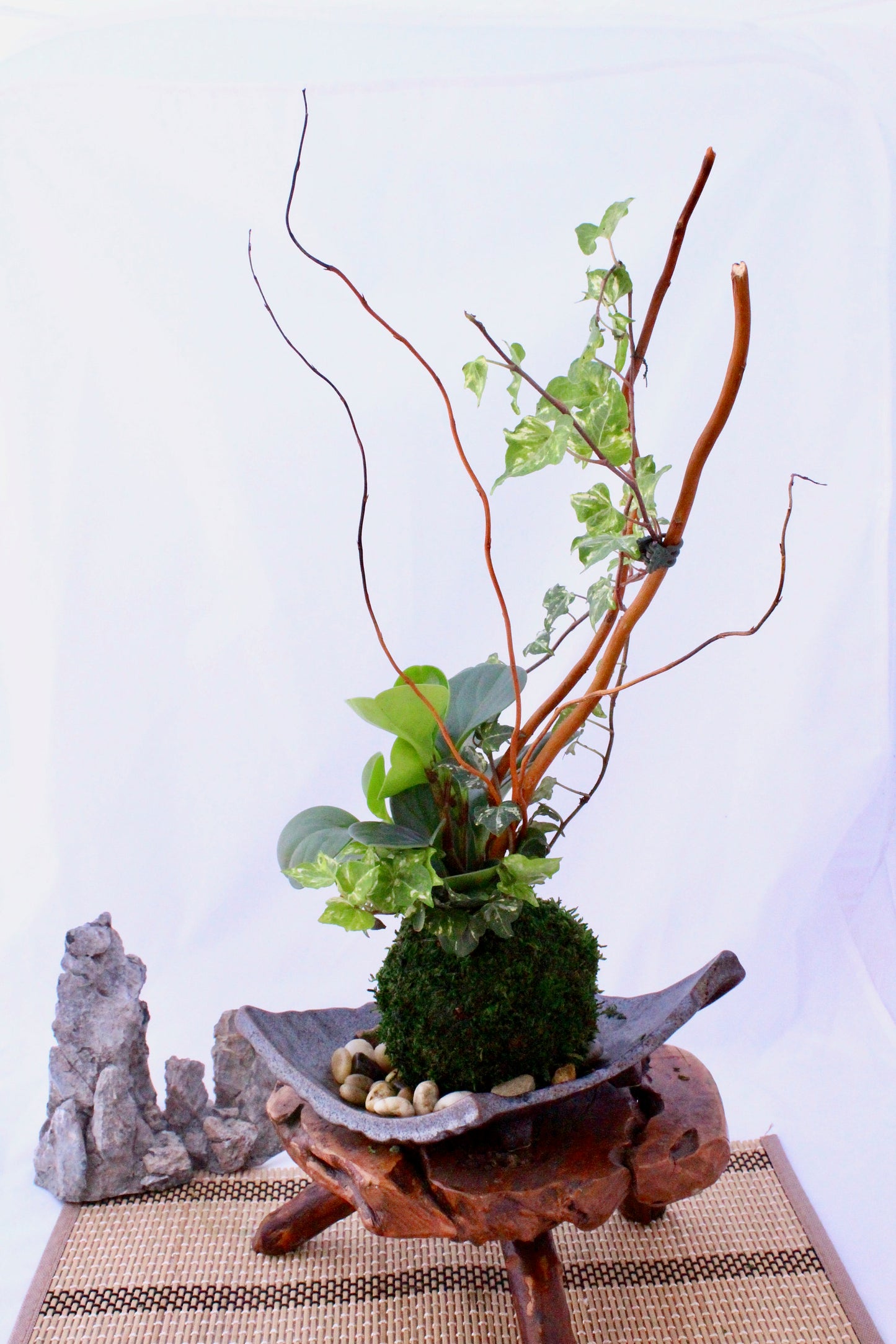 Arranged Kokedama with peperomia and ivy, Japanese traditional indoor moss ball garden