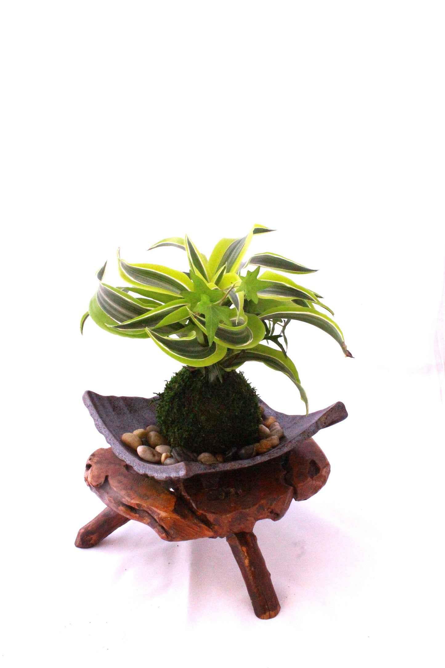 Arranged Kokedama with Lemon Lime Warneckii Dracaena and Ivy Kokedama, Japanese botanical art!