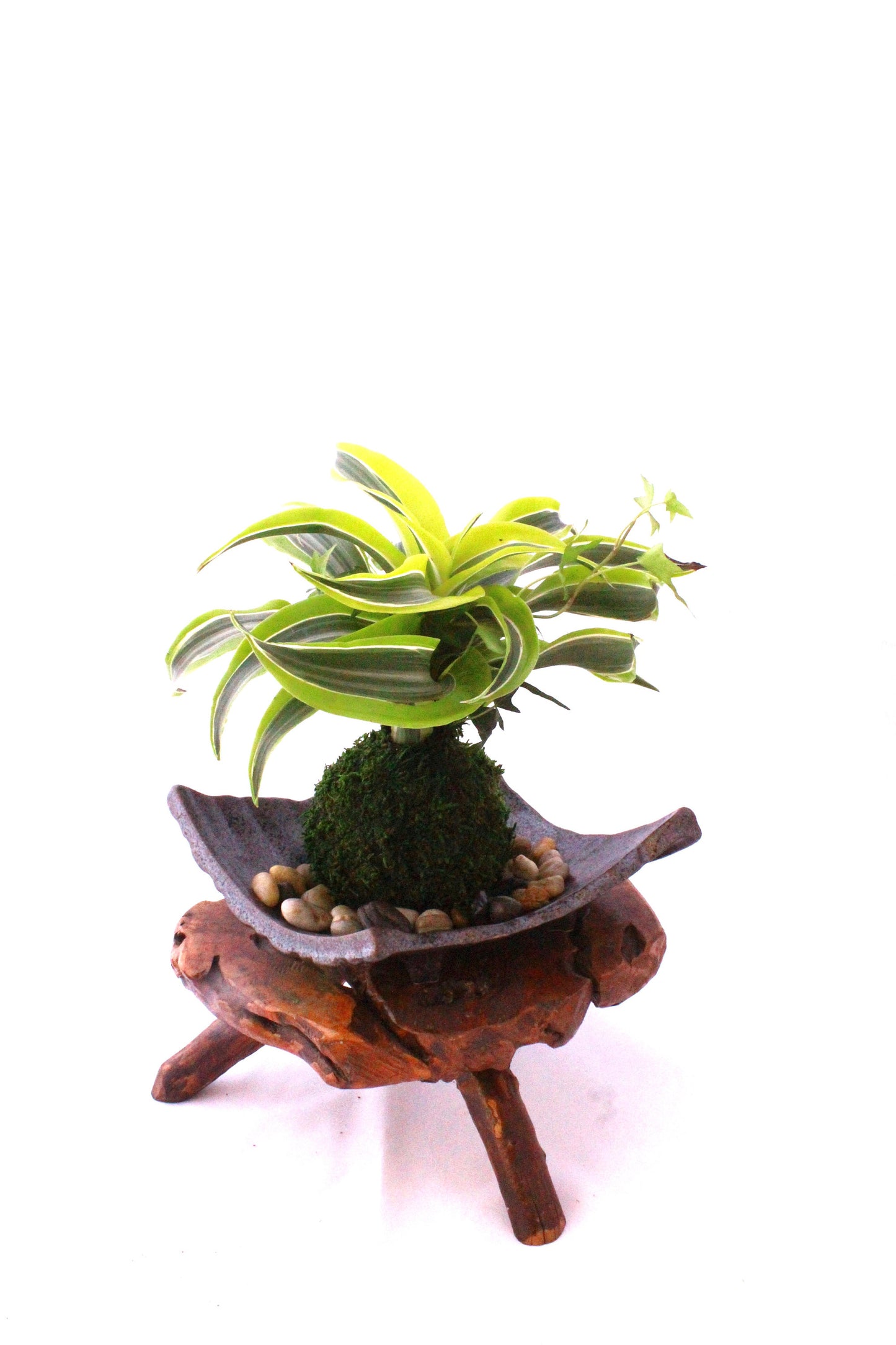 Arranged Kokedama with Lemon Lime Warneckii Dracaena and Ivy Kokedama, Japanese botanical art!