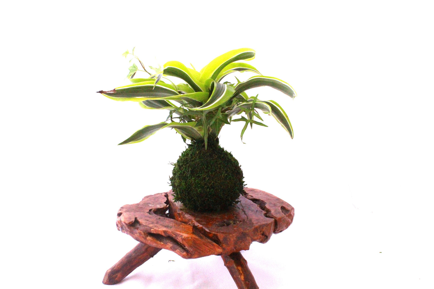 Arranged Kokedama with Lemon Lime Warneckii Dracaena and Ivy Kokedama, Japanese botanical art!