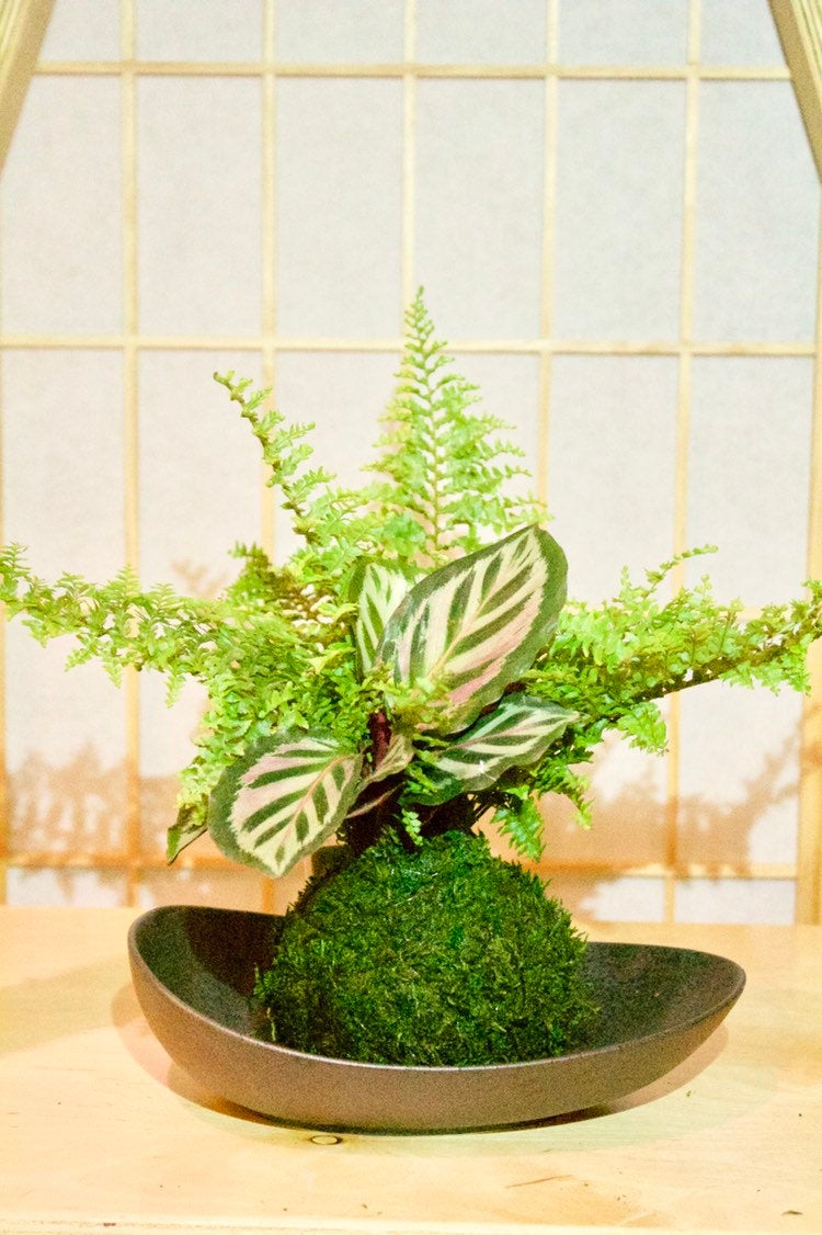 Calathea and fern arranged kokedama -- Bonsai Moss ball -  house decor with Japanese technique plants!