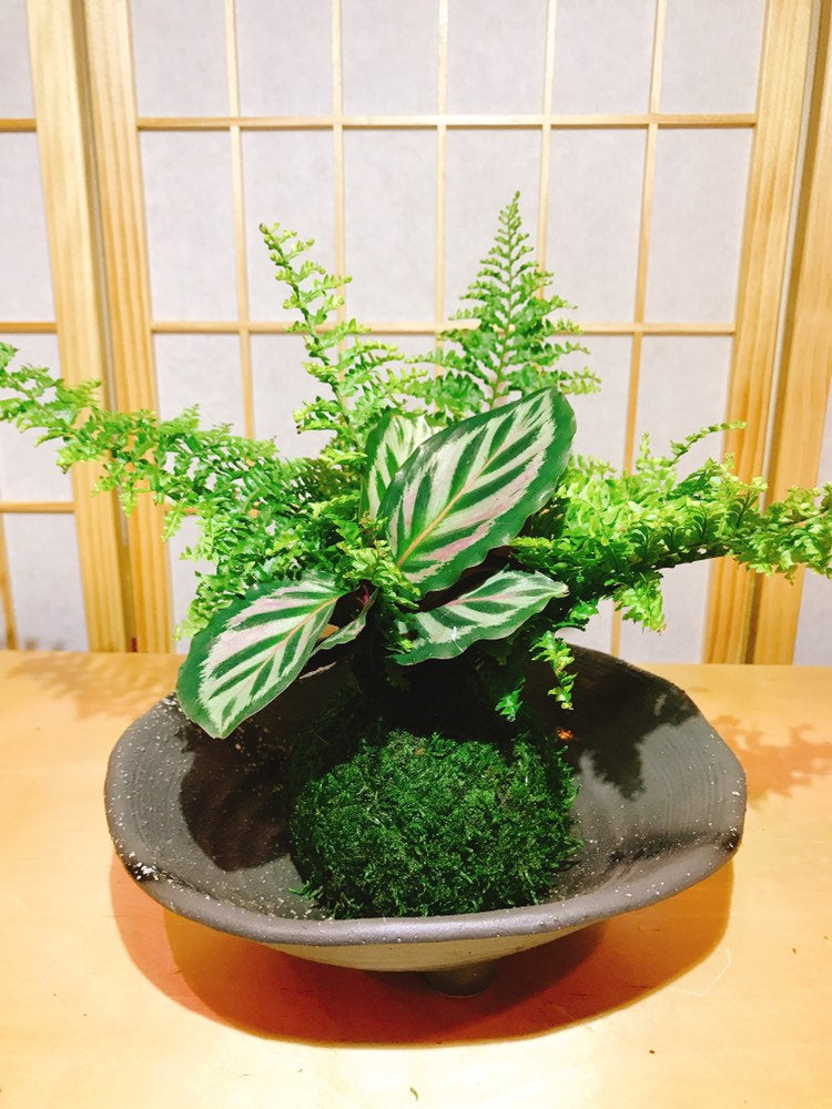 Calathea and fern arranged kokedama -- Bonsai Moss ball -  house decor with Japanese technique plants!