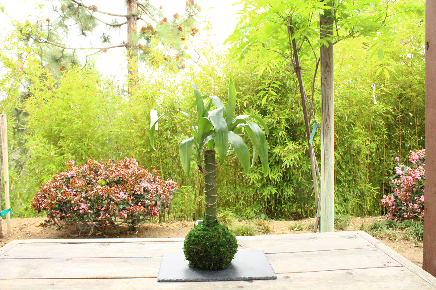Dracaena yellow corn plant Kokedama - Moss ball, beautiful live light green combination color!