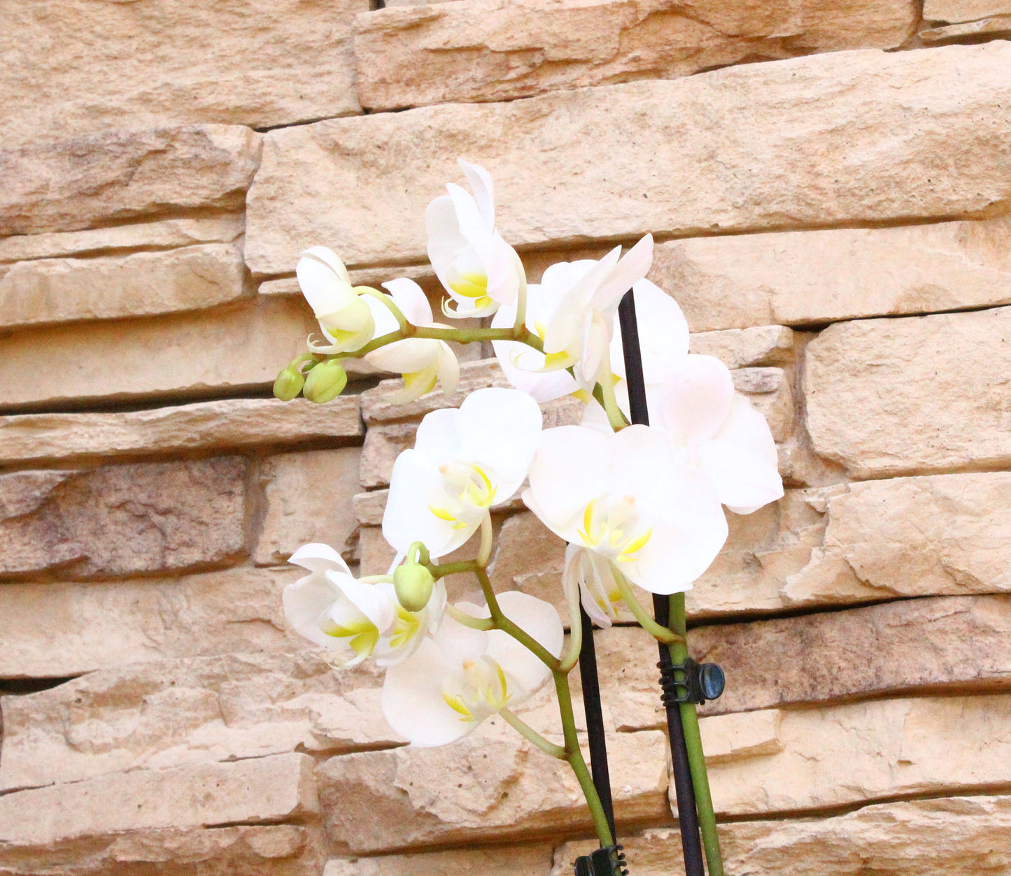 Kokedama - Moss ball with beautiful pure white orchid  with succulents, enjoy with succulent after orchid blooming!