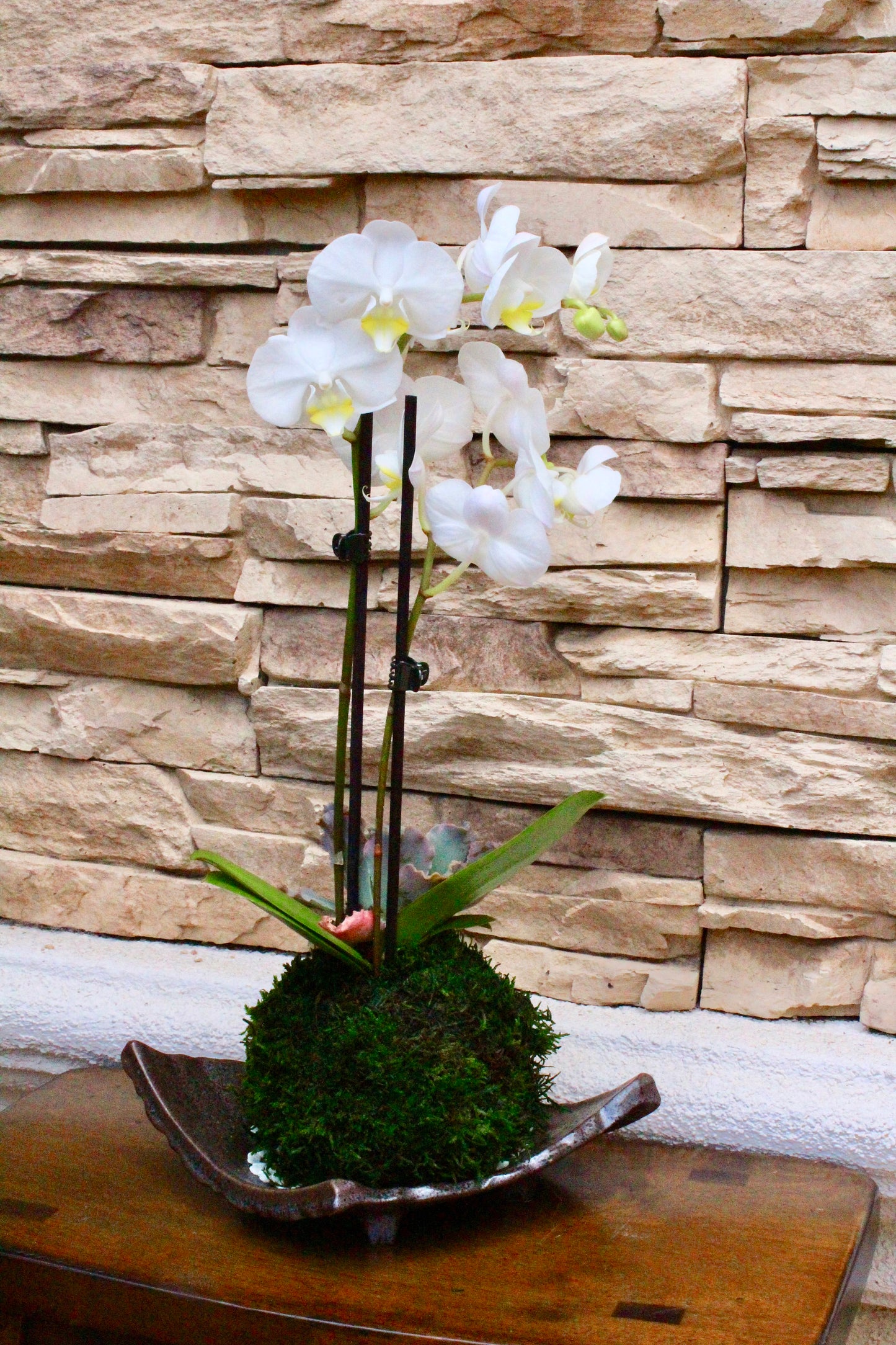 Kokedama - Moss ball with beautiful pure white orchid  with succulents, enjoy with succulent after orchid blooming!
