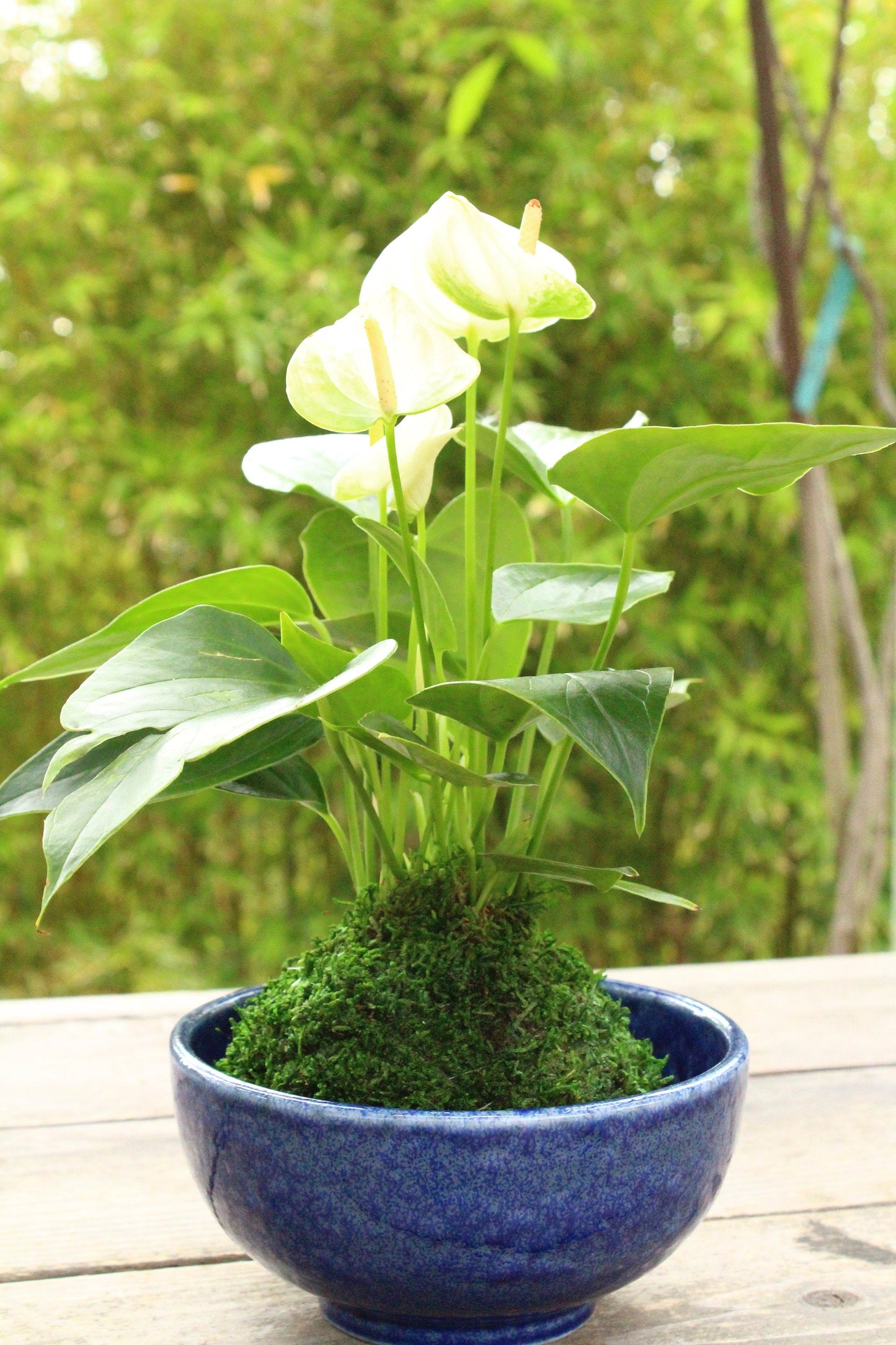 White Anthrium Kokedama - Moss ball, Japanese ancient botanical technique.