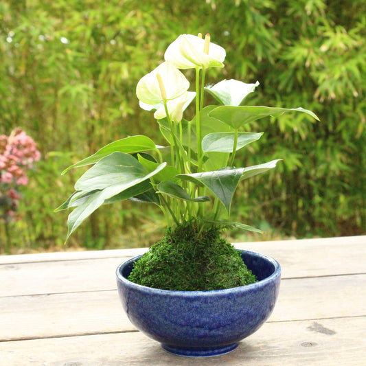 White Anthrium Kokedama - Moss ball, Japanese ancient botanical technique.